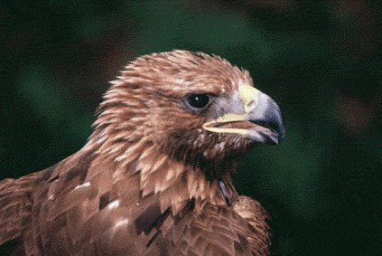 Golden Eagle (Aquila chrysaetos) (Photo: Vicen Bros)
