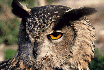 Eagle Owl (Bubo bubo) (Photo: Vicen Bros)
