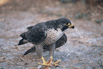 Peregrine Falcon (Falco peregrinus) (Photo: Vicen Bros)