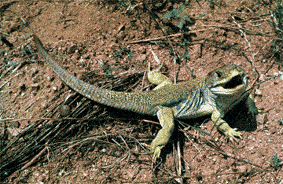 Lizard (Lacerta viridis) (Photo: Joan Real)