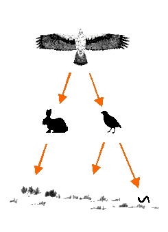 Trophic chain of the Bonelli's Eagle.