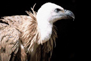 Griffon Vulture (Gyps fulvus) (Photo: Vicen Bros)