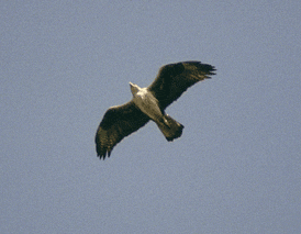 Adult female soaring (Foto: Jordi Codina)