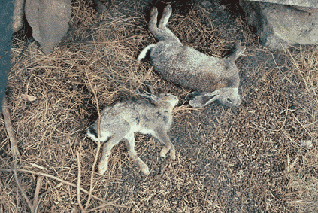 Conejos muertos por la enfermedad del virus hemorrgico (Foto: Joan Real)