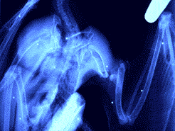 Radiografia de un guila-azor perdicera tiroteada, en la que se aprecian los perdigones. (Foto: Joan Real)