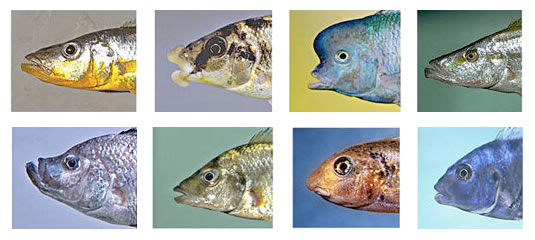Cichlid fishes