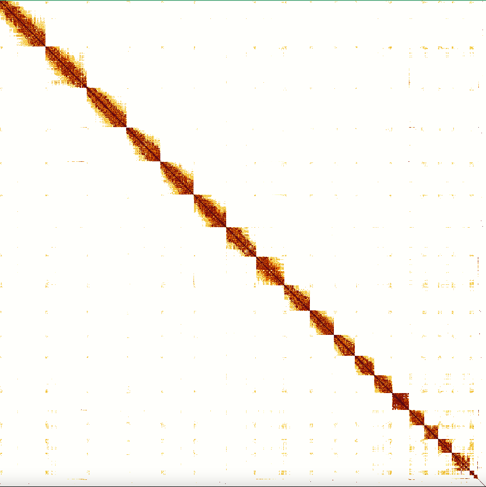 Hi-c map showing chromosome scaffolds (18 autosomes, plus Z and W) (1.46 Gb)