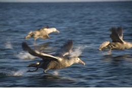 Telomere length as an indicator of life expectancy for the southern giant petrel