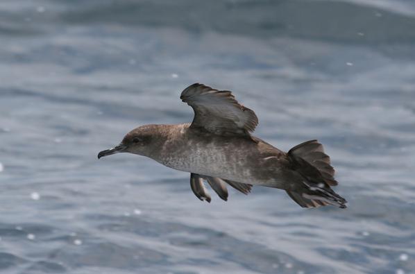 Objetivo: evitar la captura accidental de aves marinas en el Mediterráneo