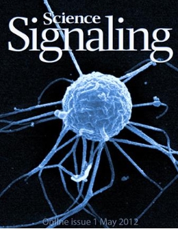Portada de la revista `Science Signaling’ dedicada a una recerca sobre l’origen de la multicel·lular