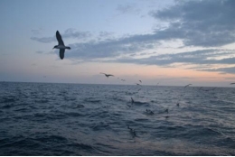 Campaña científica para reducir las capturas accidentales de aves marinas en la pesca de palangre