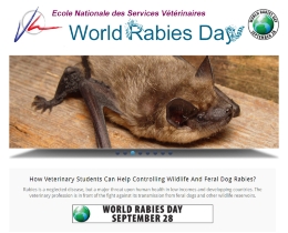 World Rabies Day: questions and answers with Professor Jordi Serra Cobo