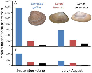 Study: Seashell loss due to tourism increase may have global impact