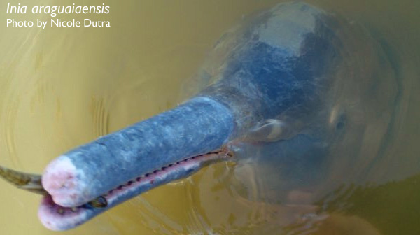 Una nova espècie de dofí  de riu del Brasil o: Què poc sabem de la nostra Biodiversitat