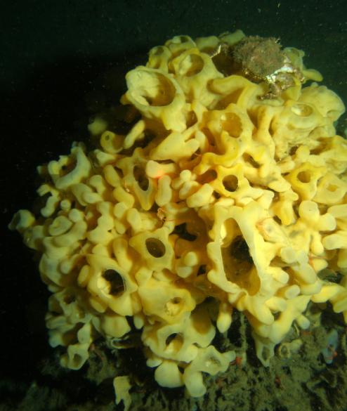 Largest evolutionary study of sponges sheds new light on animal evolution
