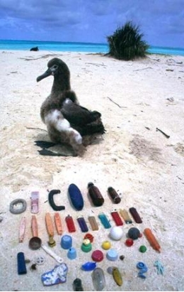 Plastic pollution: another threat for seabirds