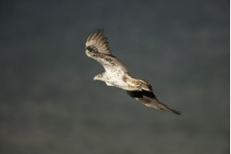 Reconstruyendo la dieta del águila perdicera con el análisis de isótopos para mejorar la protección 