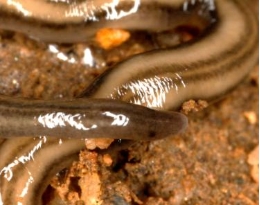 A scientific study detects the presence of tropical exotic planarians in the Iberian Peninsula