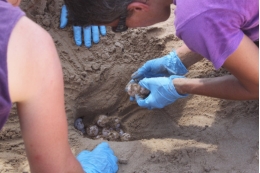 Un equip de la UB estudiarà la tortuga babaua que va nidificar a la costa de Tarragona