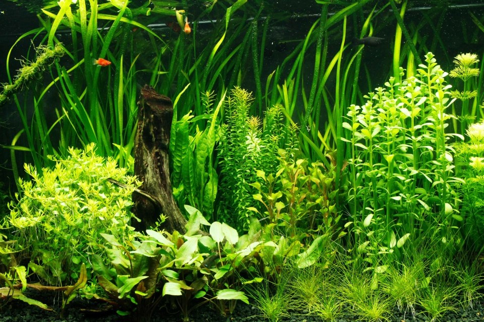 The aquarium hobby: can sinners become saints in freshwater fish conservation?