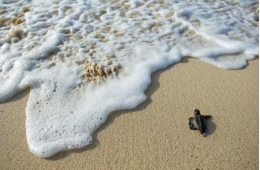 L’estudi de l’ADN mitocondrial revela com va arribar la tortuga babaua a la Mediterrània