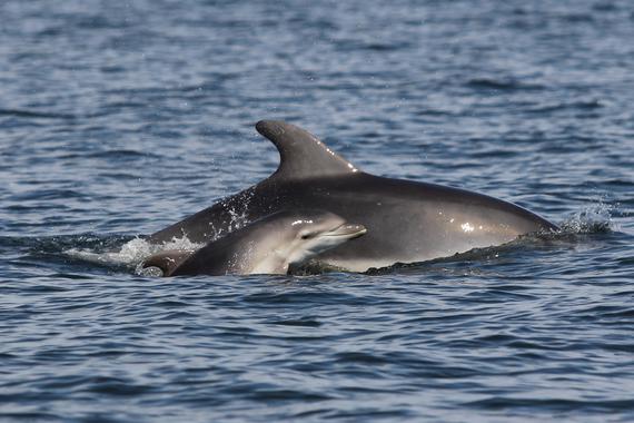 El turismo y la pesca son los dos males del delfín mular que habita en las aguas baleares.