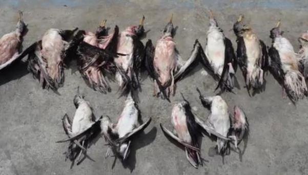 Decenas de aves mueren accidentalmente en la pesca