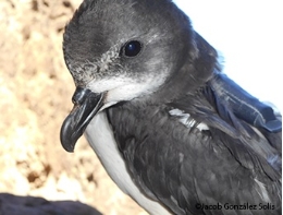 Behind the track of Fea's petrel on the island of Fogo