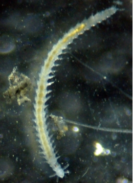 Descubierta una nueva especie de gusano marino en la isla Decepción, en la Antártida 