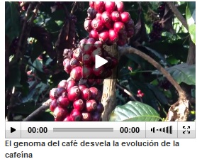 Coffee plant genome reveals the evolution of caffeine