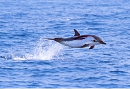 Un estudio internacional constata las altas concentraciones actuales de PCB en orcas y delfines 