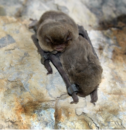  The largest bat colony in Catalonia is the Natural Park of Sant Llorenç de Munt i l'Obac
