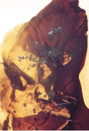 Trobat en ambre a Terol un nou tipus de ‘Mantis religiosa’ primitiva