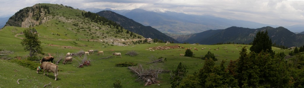Los cambios en la ganadería tradicional han provocado que se expandan los bosques de los Pirineos