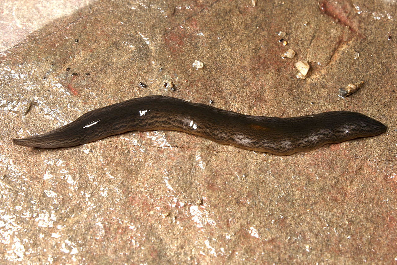 The true identity of Obama (Platyhelminthes: Geoplanidae) flatworm spreading across Europe