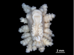 Researchers find a new marine invertebrate species in the Weddell Sea, in the Antarctica