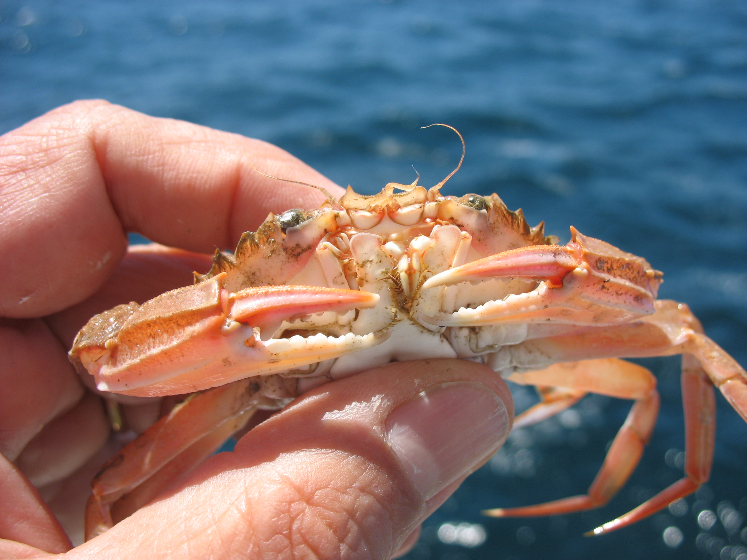 Studying marine crab genetic diversity in the Atlantic and Mediterranean ocean barriers