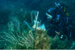 Underwater forests, threatened by human activity imp