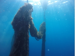 Ghost fishing net removed in the Medes Islands marine reserve 