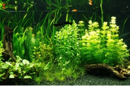 Aquarium hobby: keeping freshwater fish in aquariums now in science