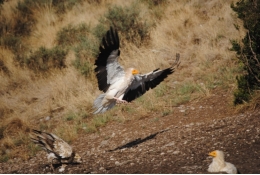 Objective: improving vulture population preservation worldwide