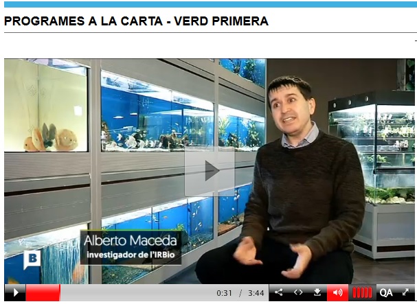 Reportatge a Alberto Maceda a BTV.