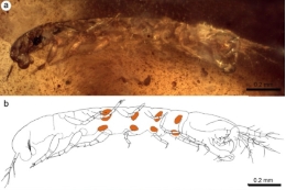 Tanaidaceans took care of their offspring more than 105 million years ago 