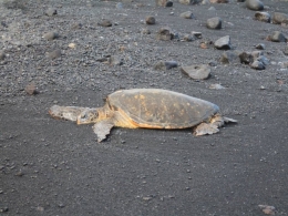 The effects of feeding populations of the green turtle in the Canary Islands