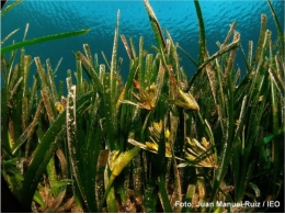 El aumento de la temperatura del mar induce la floración de las  ‘Posidonia oceanica