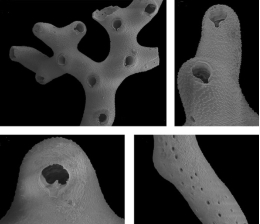 Researchers find new unknown Bryozoa genera and species in the Southwestern Atlantic
