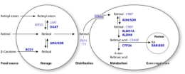 El ácido retinoico, una molécula esencial en la evolución de los vertebrados