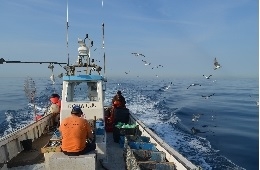 Objective: stopping the impact of fishing fleets on the most threatened marine birds
