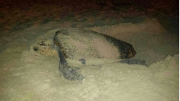 Male loggerhead turtles also go back to their nesting beaches to breed