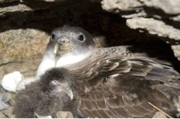 Climate change also threatens the survival of seabirds